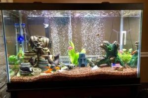 How To Maintain Your Aquarium