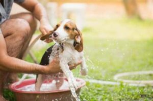 Top Tips For Bathing Your Dog