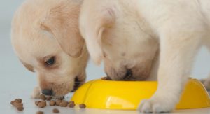 Diet plan for Labrador puppies and dogs in India
